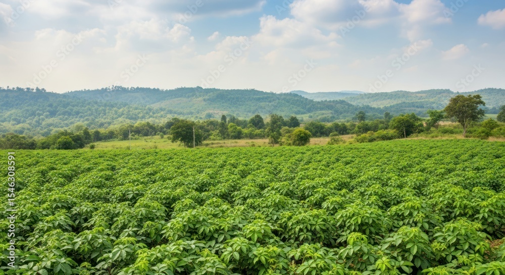 Expansive landscape of a large cassava plantation. Expansive landscape of a large cassava plantation.