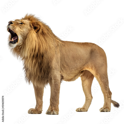 Front and side view Lion, isolated transparent background, PNG, cutout