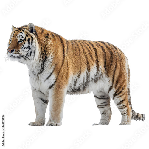 Tiger Orange , side view, front  view, isolated transparent background