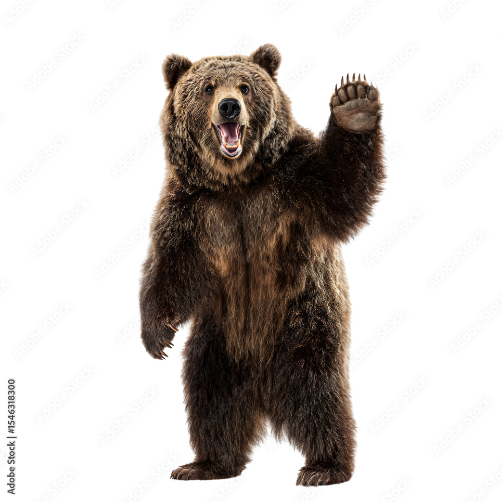 Fototapeta premium full-body standing grizzly bear, transparent isolated background ,PNG