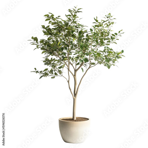bonsai tree on white background