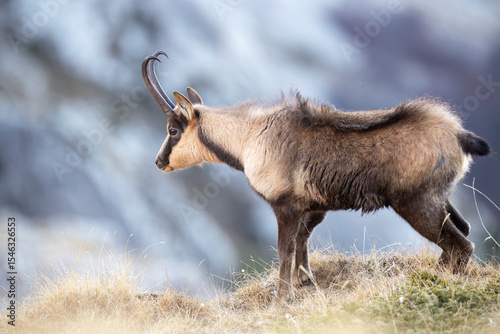 Rare Apennine chamois in the wild, captured in stunning alpine settings. Perfect for nature, wildlife, and eco-tourism projects. Authentic, high-quality mountain photography