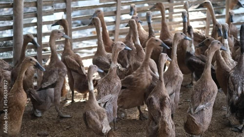 A large flock of ducks gathers in a sunlit farm pen, surrounded by fencing and earthy ground, suggesting a free range setup.