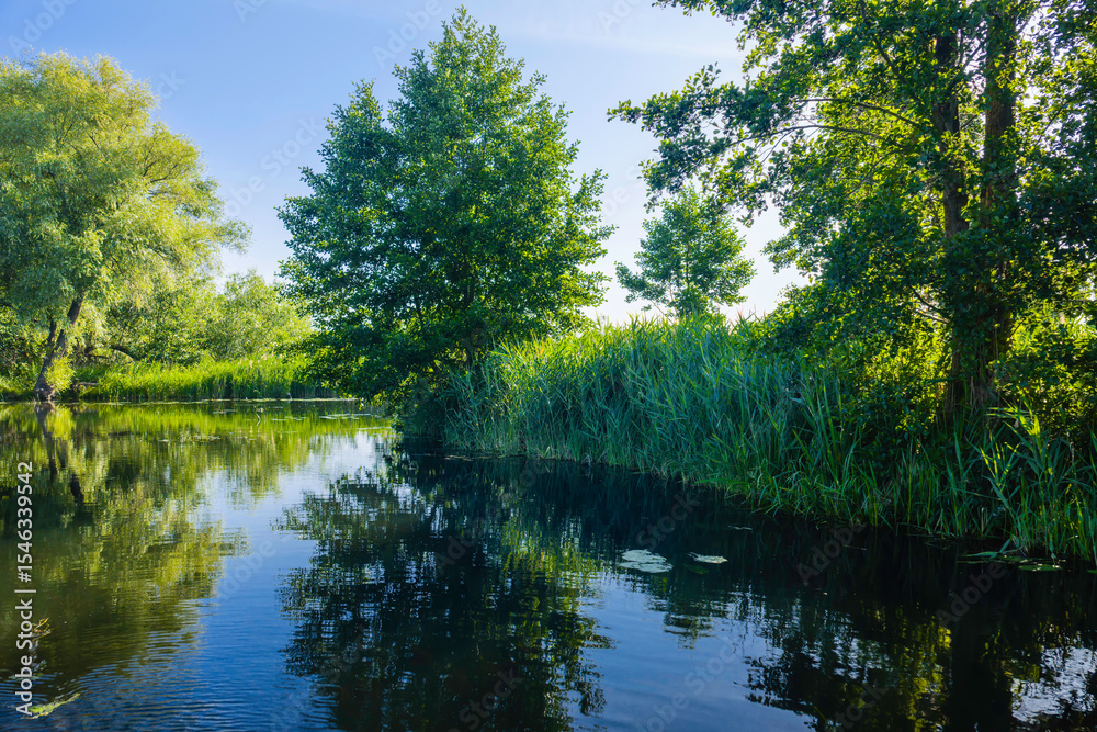 Fototapeta premium Schilf und Bäume am Ufer eines Flusses