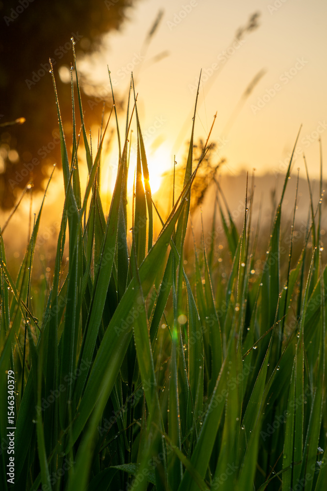 Fototapeta premium Close-up view of dew-covered grass blades illuminated by the warm glow of sunrise, creating a serene atmosphere in a natural landscape, showcasing the beauty of morning light