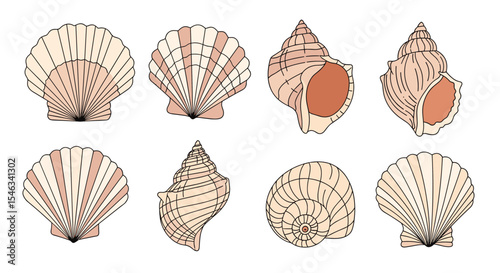 A Collection of Different Seashells Displaying Various Shapes Textures and Shades of Color