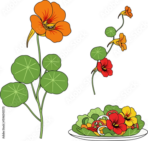 Nasturtium Edible