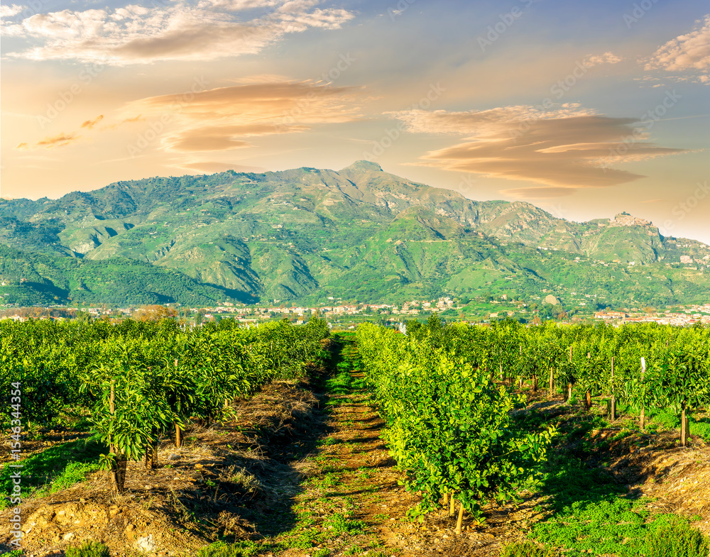 Fototapeta premium green spring garden landscape with beautiful mountaind and clouds on background. Agricultural landscape of spring or summer fruit farm in outdoor during sunset or sunrise.