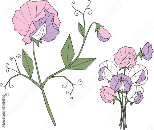 Sweet Pea Vine