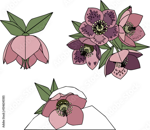Hellebore Winter