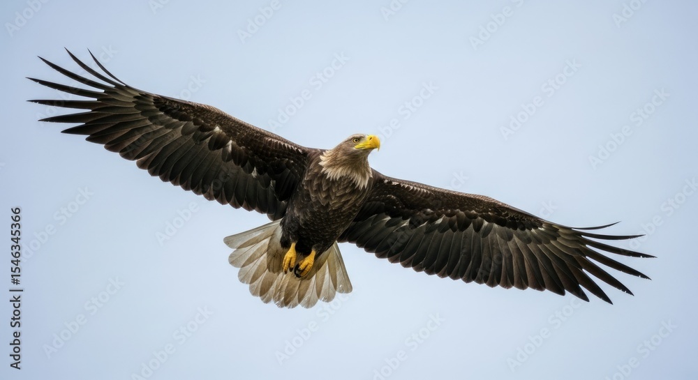 Naklejka premium Majestic eagle soaring through a clear sky.
