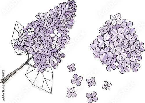 Lilac Presentation