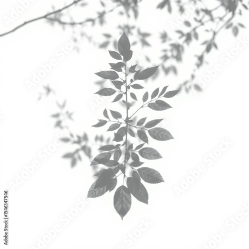 shadow overlay effect. Gray shadow of leaves isolated on white background. Plant foliage leaf shadow light effect. Mockup Blurred tree branch shadow. Ideal for summer spring design elements PNG