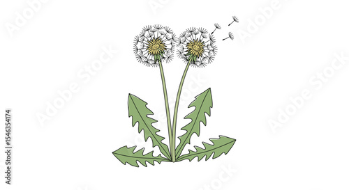 Understanding the Growth Cycle of Dandelions and Their Ecological Significance in Various Habitats