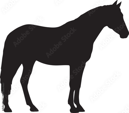 Silhouette of a horse