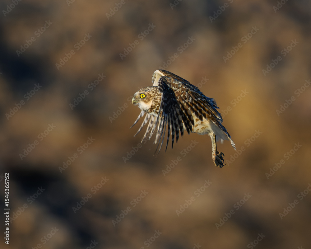 Fototapeta premium A Burrowing Owl in flight in the Sonoran Desert of Arizona. 