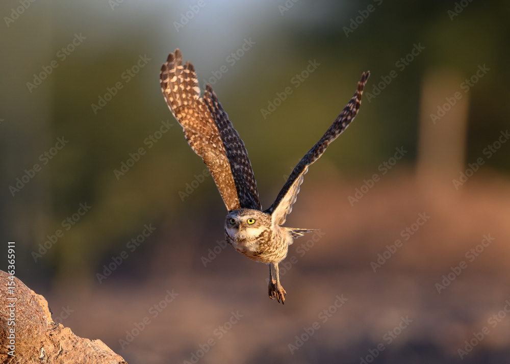 Fototapeta premium Wings of flight, a Burrowing owl flying in the Sonoran Desert. 