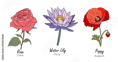 Set of summer birth month flowers, rose, June, water lily, July, and poppy, August, in colored outline style. Perfect for seasonal, birthday, and floral design. Isolated on transparent background