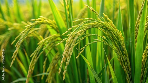Dense green rice plant with long leaves and slender spikes