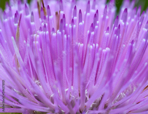 A macro shot of a  beautiful Texas Thistle basking in the morning sun during the spring wildflower season in Fort Worth, Texas USA