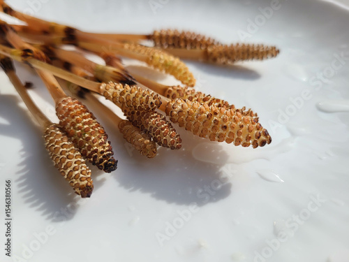 On the white plate, Horsetail is a perennial herbaceous plant with brown stems.