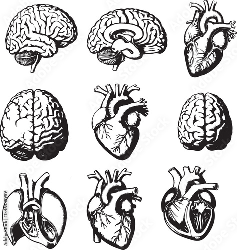 Hand-Drawn Brain and Heart Anatomical Sketch