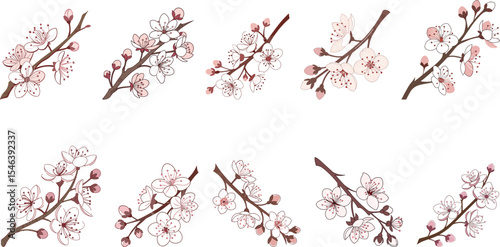 Cherry blossom branch with flowers set vector illustration