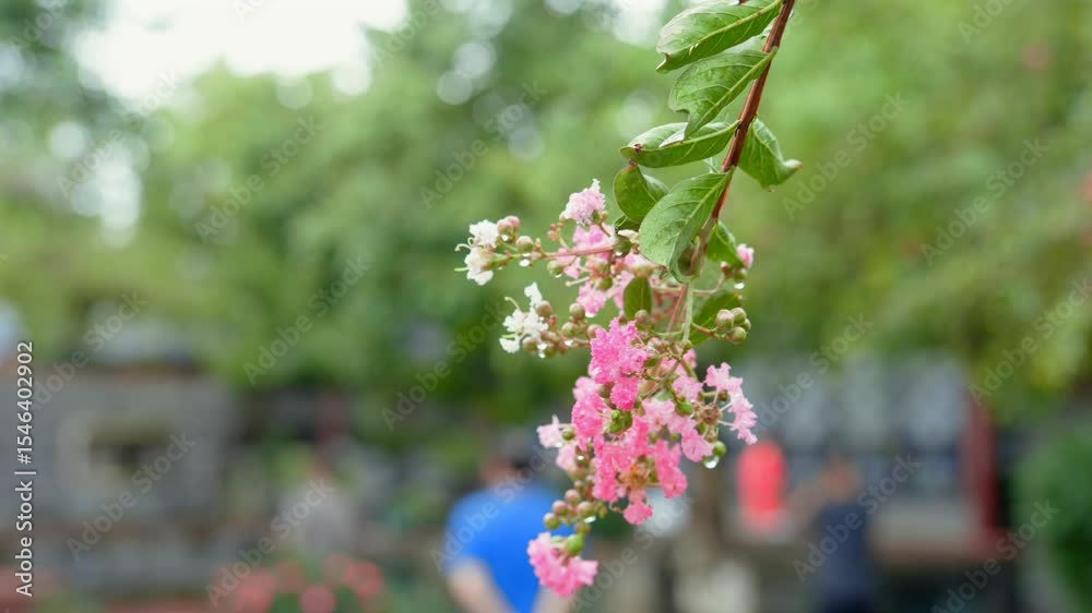 Asia China Guangdong Province Visitors and blooming pink crape myrtle flowers at Keyuan Museum in Dongguan