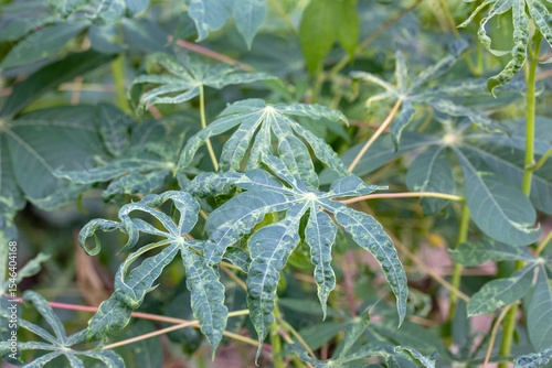 Cassava leaves are damaged by the spotted leaf virus.
