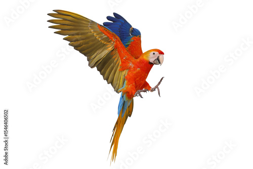 Colorful flying Camelot Macaw parrot isolated on transparent background png file