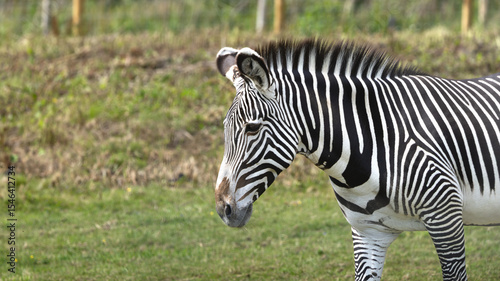 Zebra is standing in a grassy field