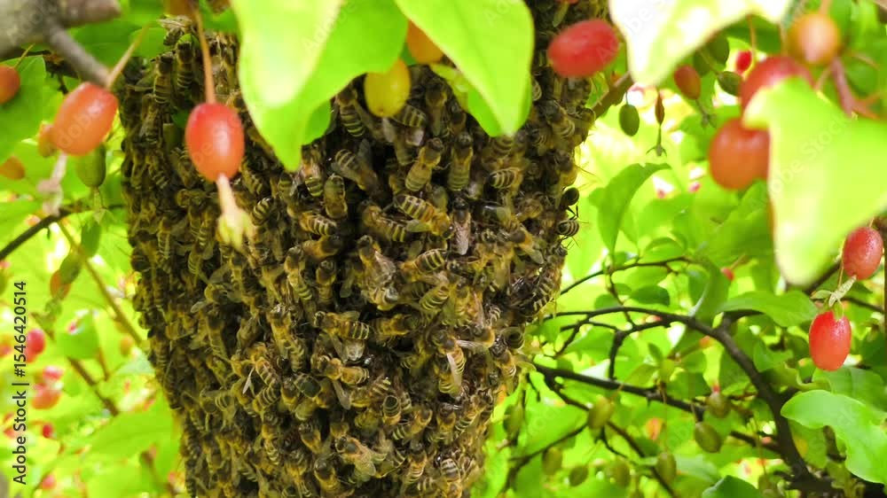 A swarm of bees on a tree with red berries A swarm of bees on a tree with red berries