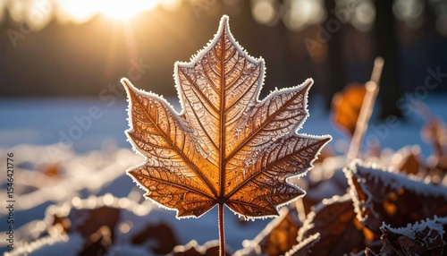 Frozen Maple Leaf In Winter Sunlight