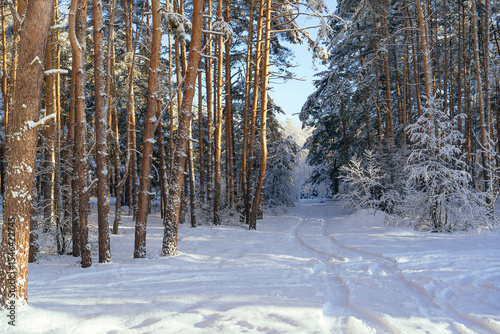 Winding snowy road in winter sunny forest