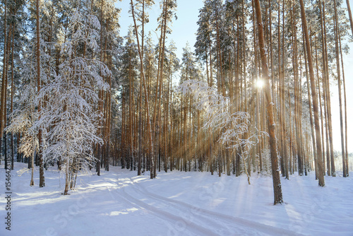 Beautiful winter forest on a sunny frosty day, the concept of a warm and cozy winter