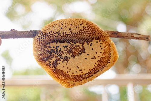 The honeycomb is a natural masterpiece of geometric precision, crafted by bees with remarkable skill. Each hexagonal cell stores honey, pollen, or developing larvae, serving as both a pantry and nurse
