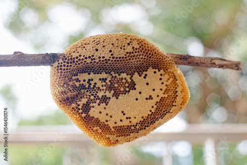 The honeycomb is a natural masterpiece of geometric precision, crafted by bees with remarkable skill. Each hexagonal cell stores honey, pollen, or developing larvae, serving as both a pantry and nurse