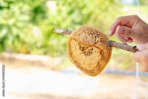 The honeycomb is a natural masterpiece of geometric precision, crafted by bees with remarkable skill. Each hexagonal cell stores honey, pollen, or developing larvae, serving as both a pantry and nurse