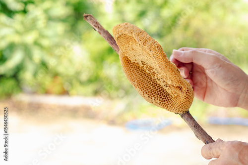 The honeycomb is a natural masterpiece of geometric precision, crafted by bees with remarkable skill. Each hexagonal cell stores honey, pollen, or developing larvae, serving as both a pantry and nurse