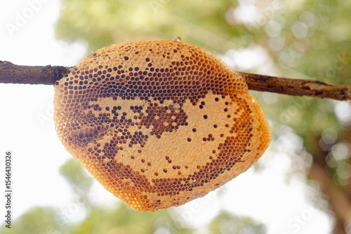 The honeycomb is a natural masterpiece of geometric precision, crafted by bees with remarkable skill. Each hexagonal cell stores honey, pollen, or developing larvae, serving as both a pantry and nurse