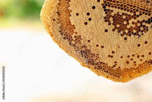 The honeycomb is a natural masterpiece of geometric precision, crafted by bees with remarkable skill. Each hexagonal cell stores honey, pollen, or developing larvae, serving as both a pantry and nurse
