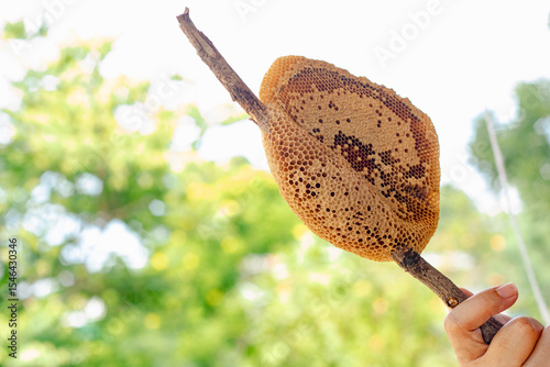 The honeycomb is a natural masterpiece of geometric precision, crafted by bees with remarkable skill. Each hexagonal cell stores honey, pollen, or developing larvae, serving as both a pantry and nurse
