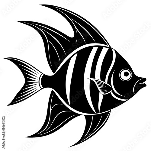 Angelfish with stripes isolated on white background