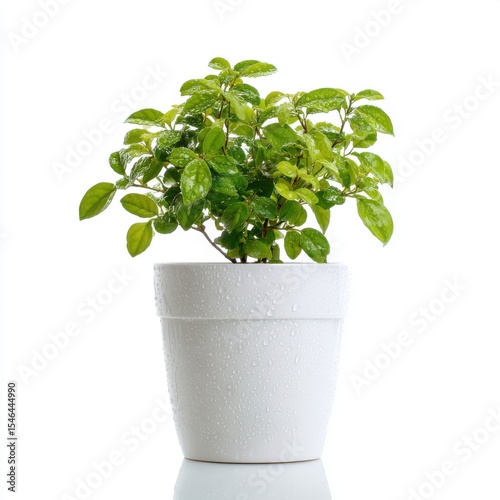 Wallpaper Mural Vibrant Green Plant in Speckled White Pot Against White Background Torontodigital.ca