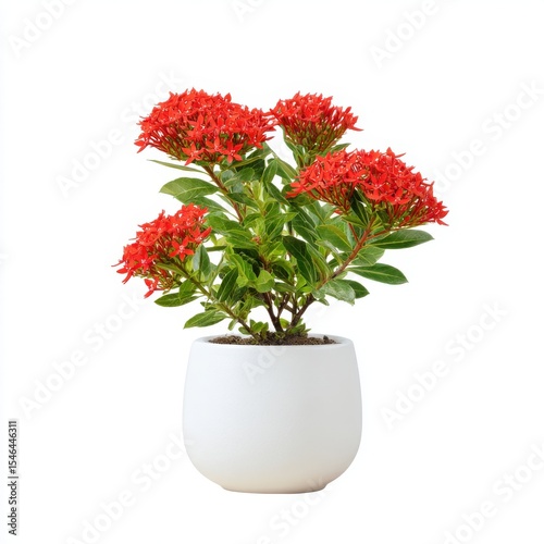 Vibrant Red Ixora Flowers in White Pot Against White Background