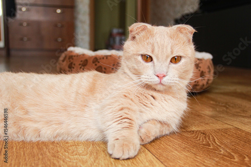 A cute Munchkin cat is relaxing on the couch