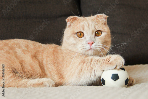 Cute red-haired Munchkin cat playing with a ball