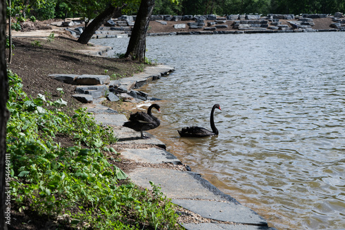 Fototapeta Naklejka Na Ścianę i Meble -  pair of black swans on a rocky lakeside in summer park