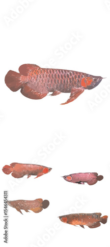 vector illustration of arowana fish