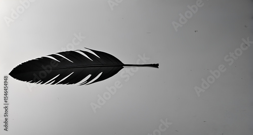 black and white feather